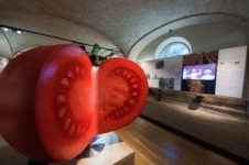 Tomato_museum