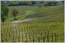 Arnaldo_Caprai_wineyards